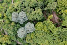 Gartengrundst�ck Philosophenweg - Exklusive Chance und seltene Gelegenheit auf zwei Garten- Waldgrundst�cke