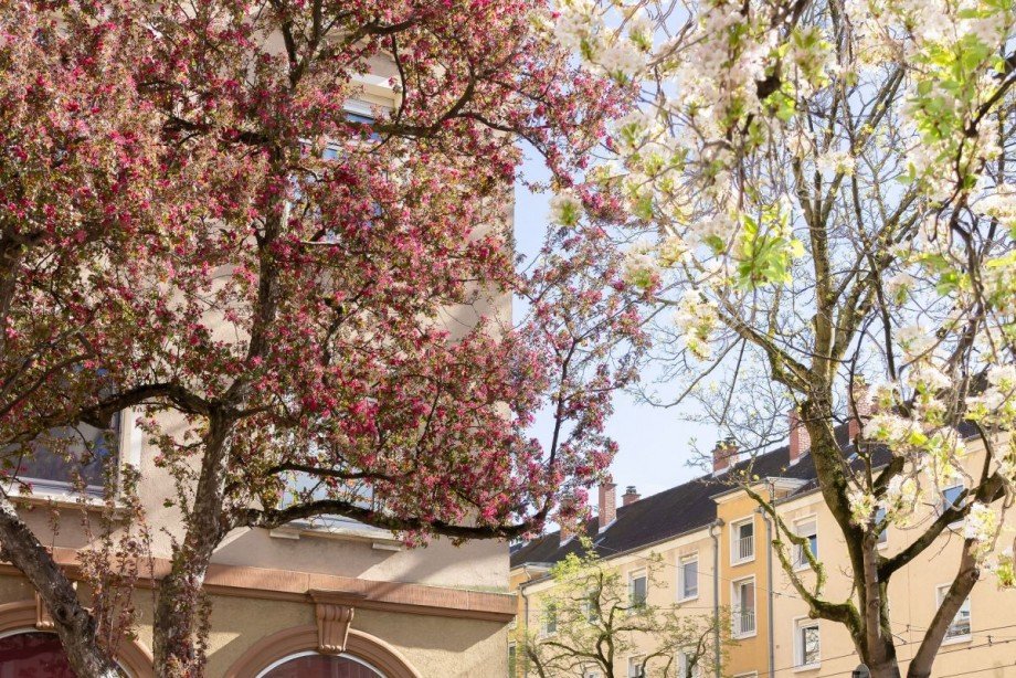 Unmittelbare Umgebung Handschuhsheim Souterrainwohnung Heidelberg